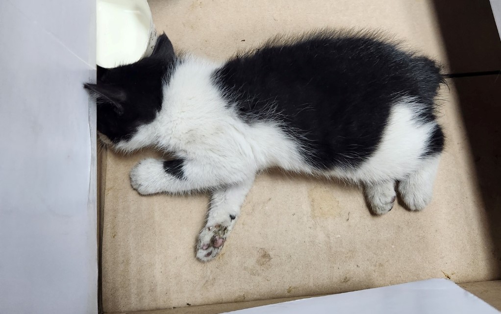 울산유기동물보호센터_431371202300224